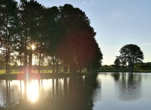 Sun,And,Trees,Behind,The,Lake,At,Park,Sao,Jose